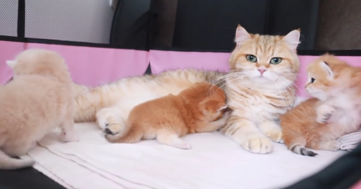 Dei dolcissimi gattini imparano a camminare con la mamma (VIDEO)