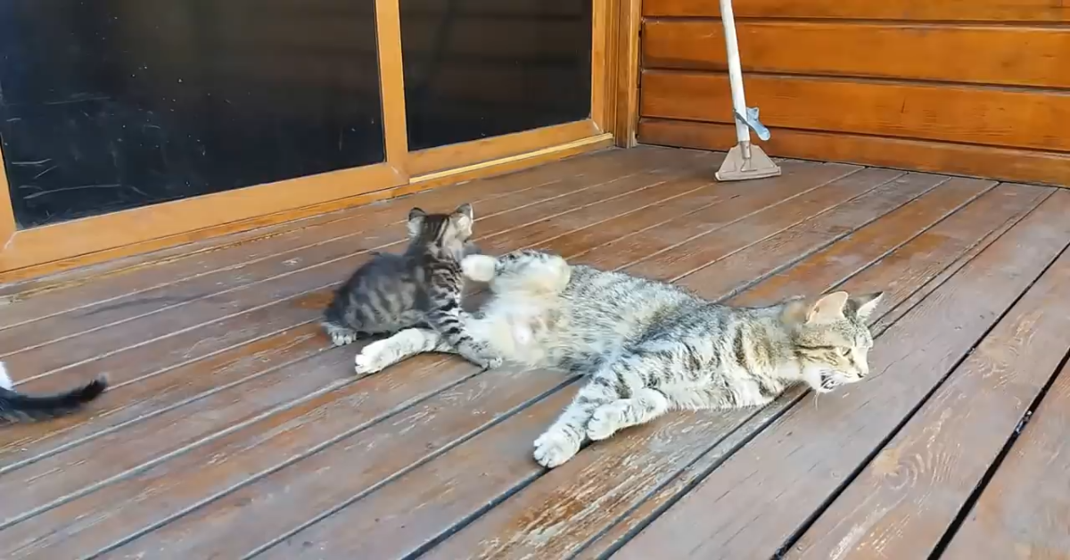 I gattini non vogliono essere lavati dalla mamma e si ribellano con tutte le loro forze (VIDEO)
