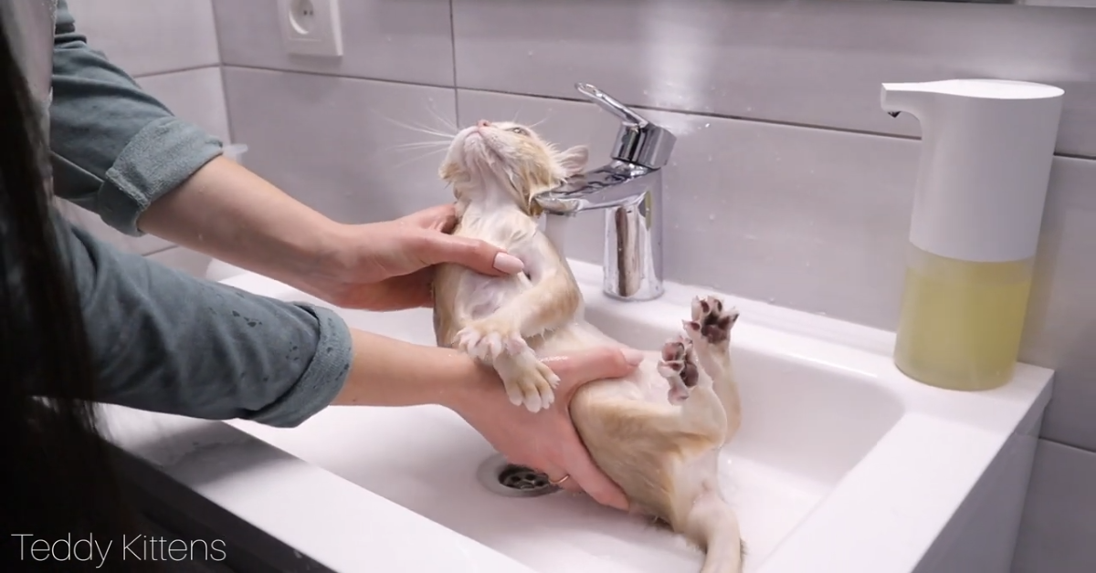 Il gattino Caramel fa il bagno per la prima volta (VIDEO)