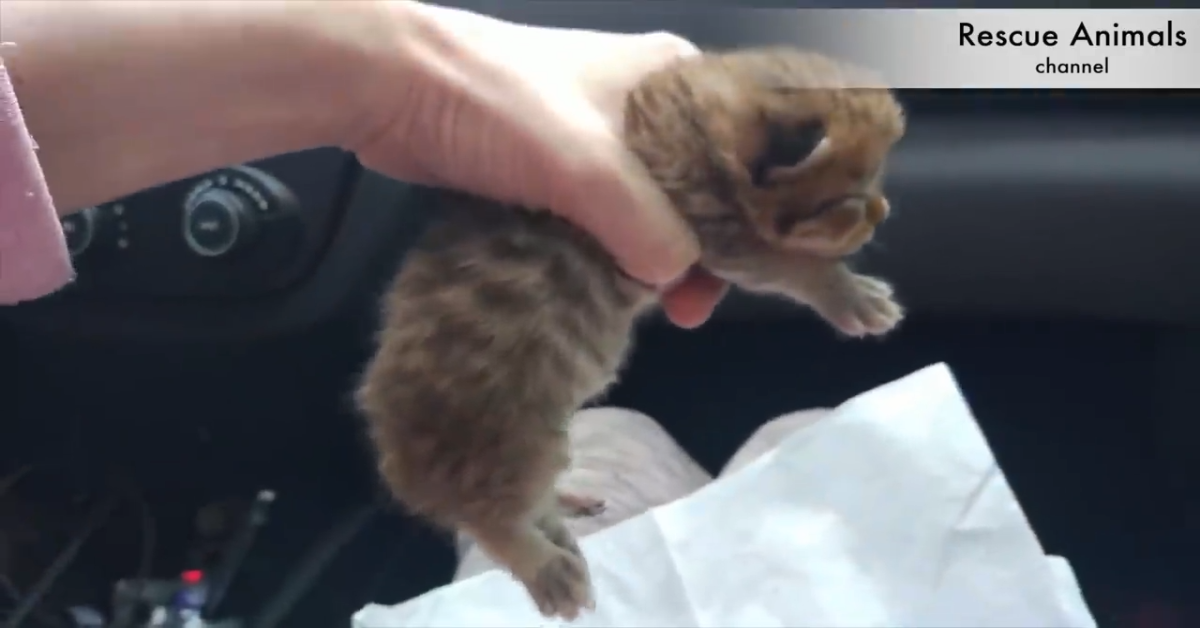 Un gattino abbandonato in una discarica viene salvato (VIDEO)