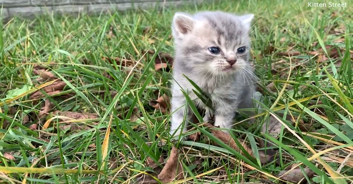 Un dolce gattino cerca la mamma perduta (VIDEO)