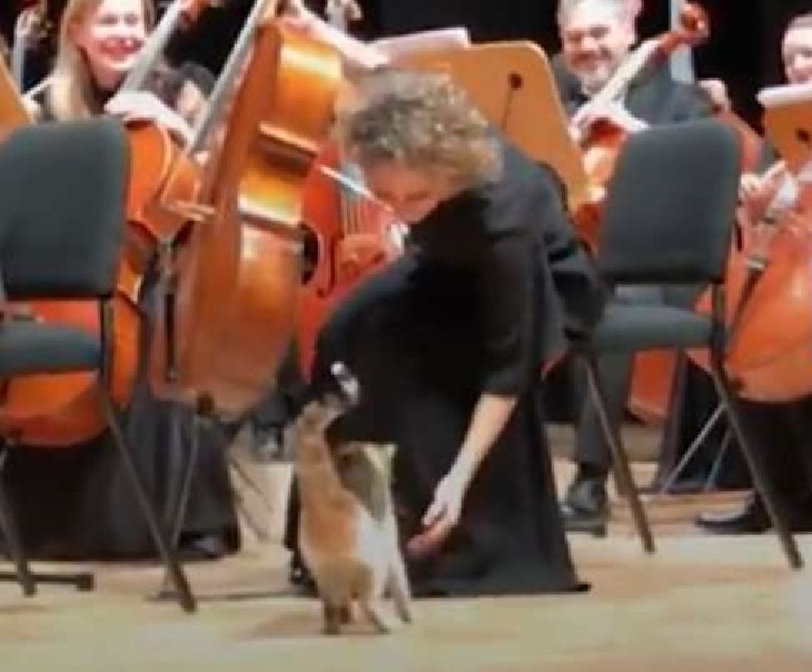 gattino curioso interrompe evento orchestra