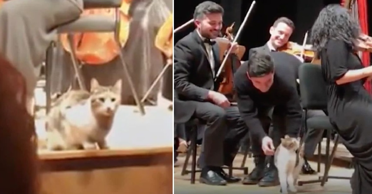 Gattino curioso interrompe l’esibizione di un’orchestra (VIDEO)