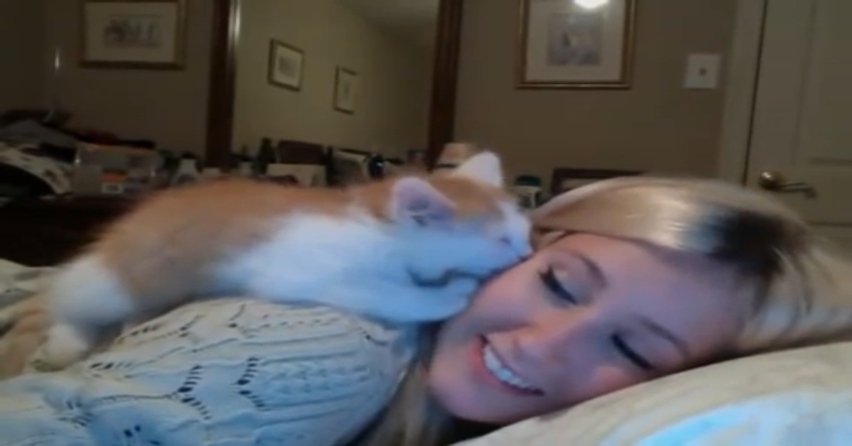 Un dolcissimo gattino dà baci alla sua felice padrona (VIDEO)