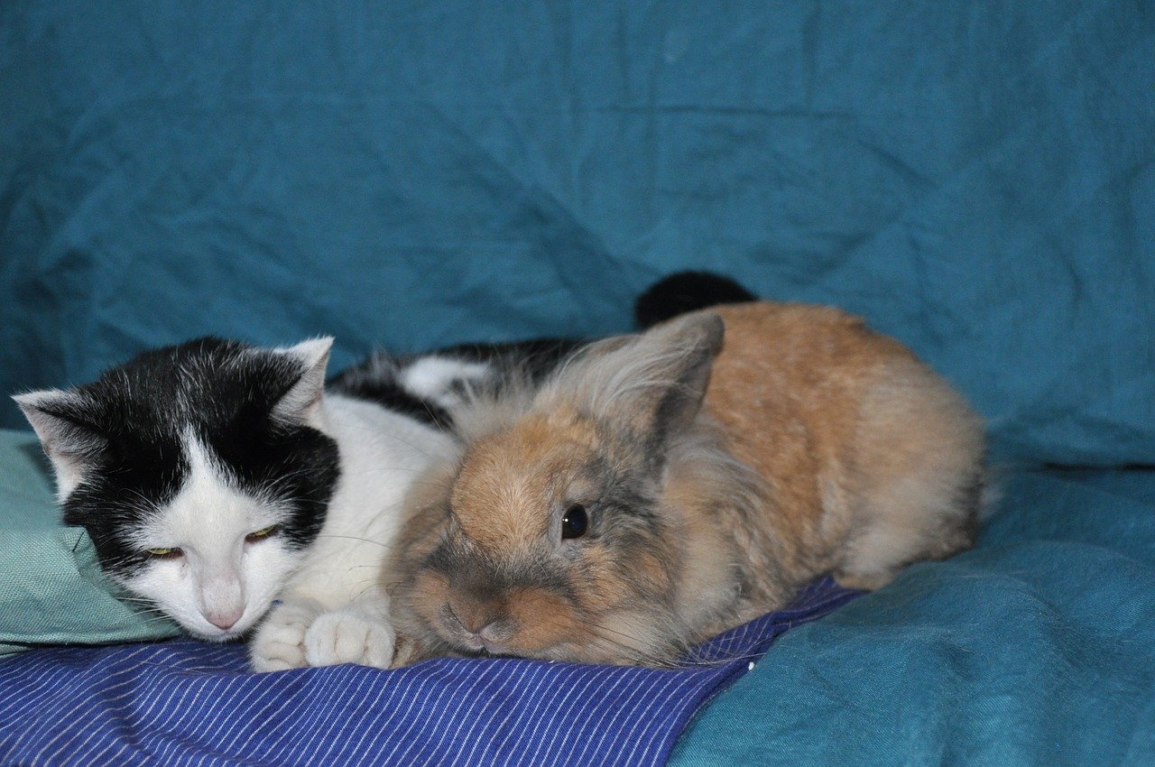 Gattino e coniglio, come farli convivere senza che si facciano del male