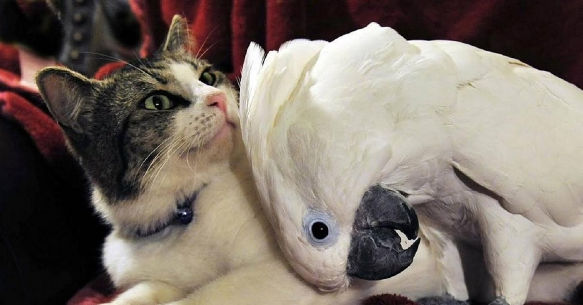 Gattino e pappagallo, come farli convivere? Trucchi e dritte per una coesistenza felice