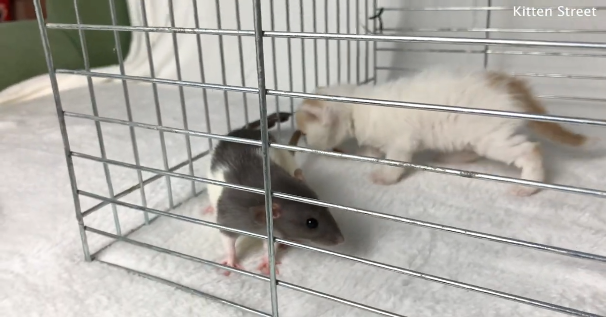Un gattino incontra un topo per la prima volta (VIDEO)