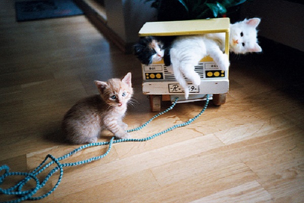 3 gattini giocano in casa