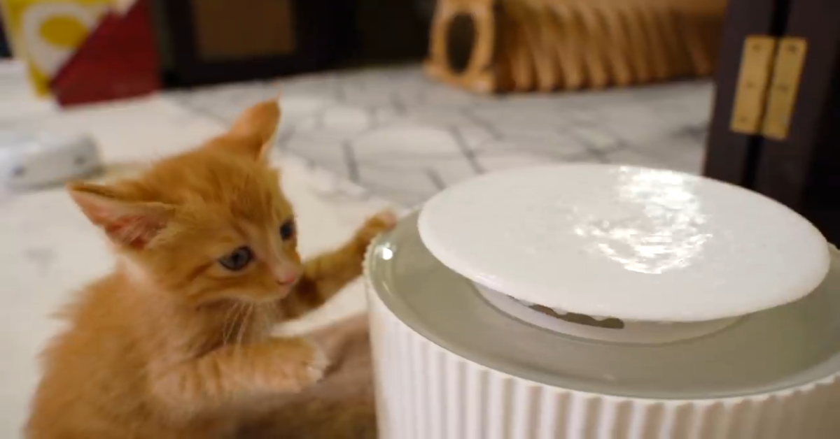 Questo splendido gattino non beve abbastanza acqua (VIDEO)