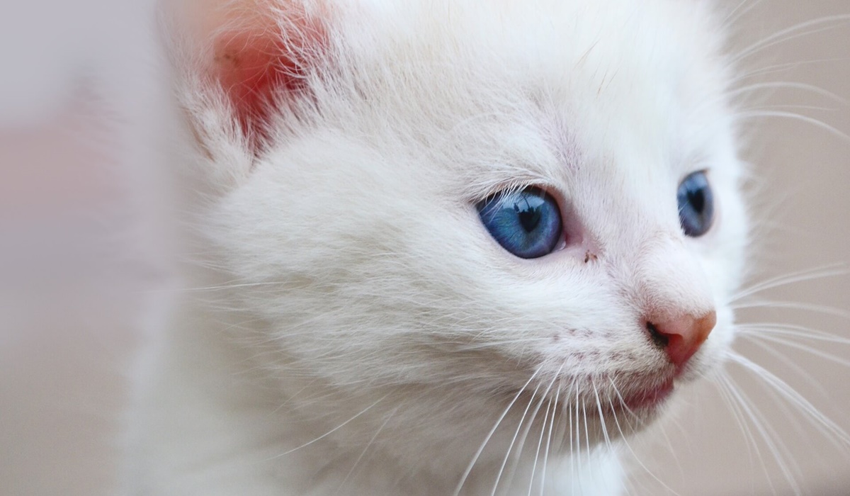 gattino bianco con gli occhi blu