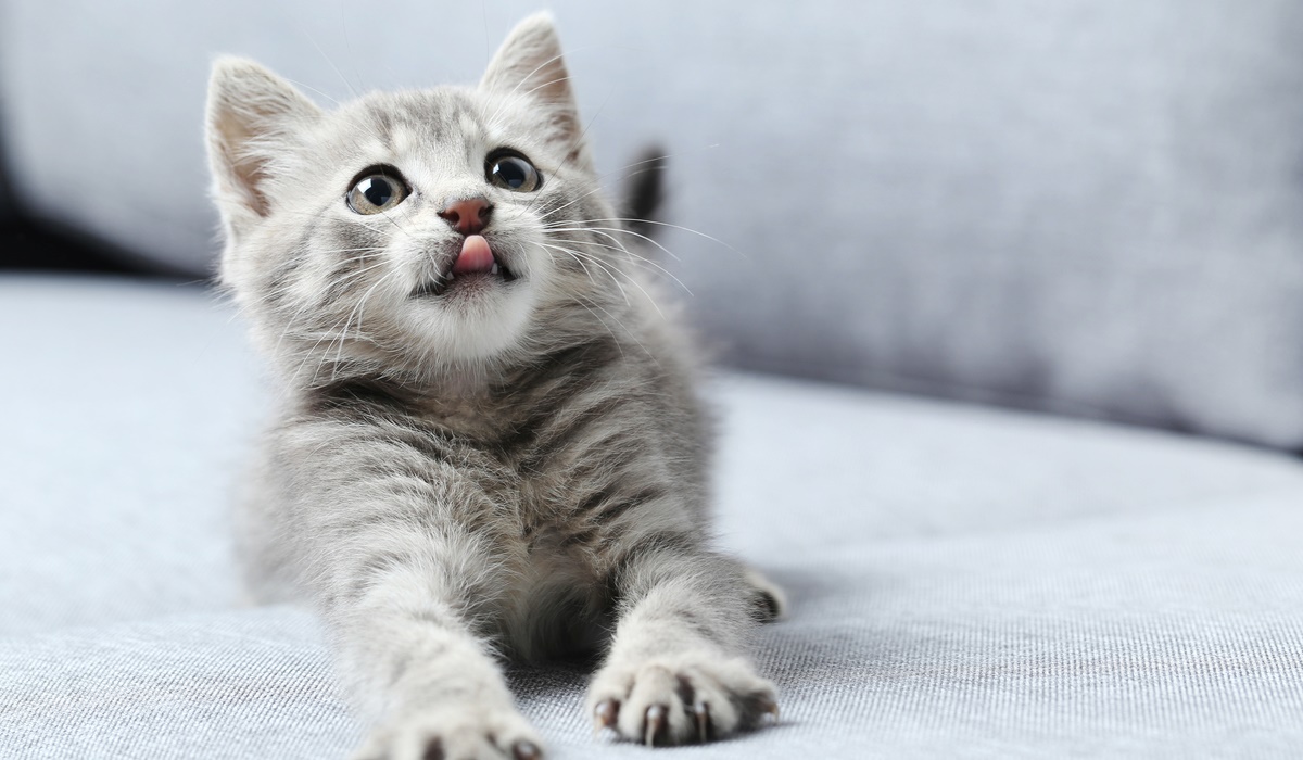 gattino con la lingua di fuori