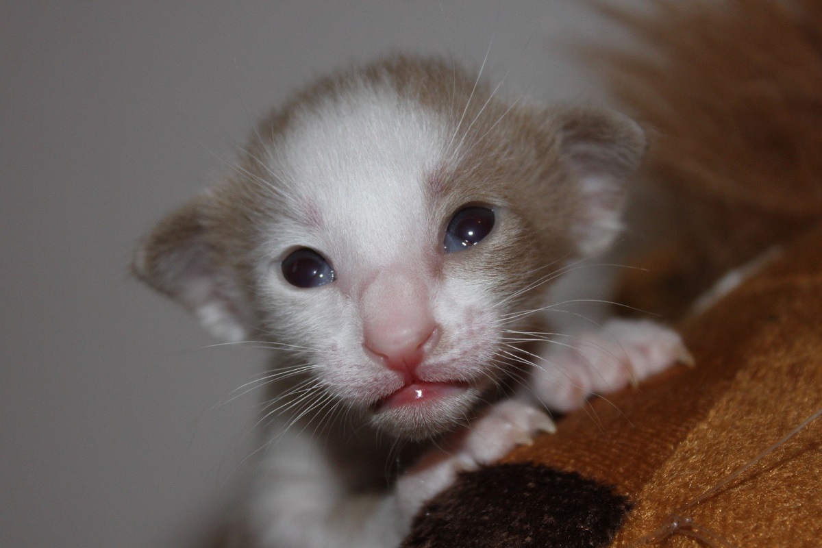 cucciolo di gatto