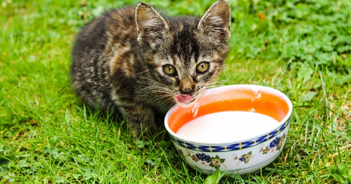 Gattino, quando può mangiare cibi solidi? Le fasi della sua crescita e cosa dargli