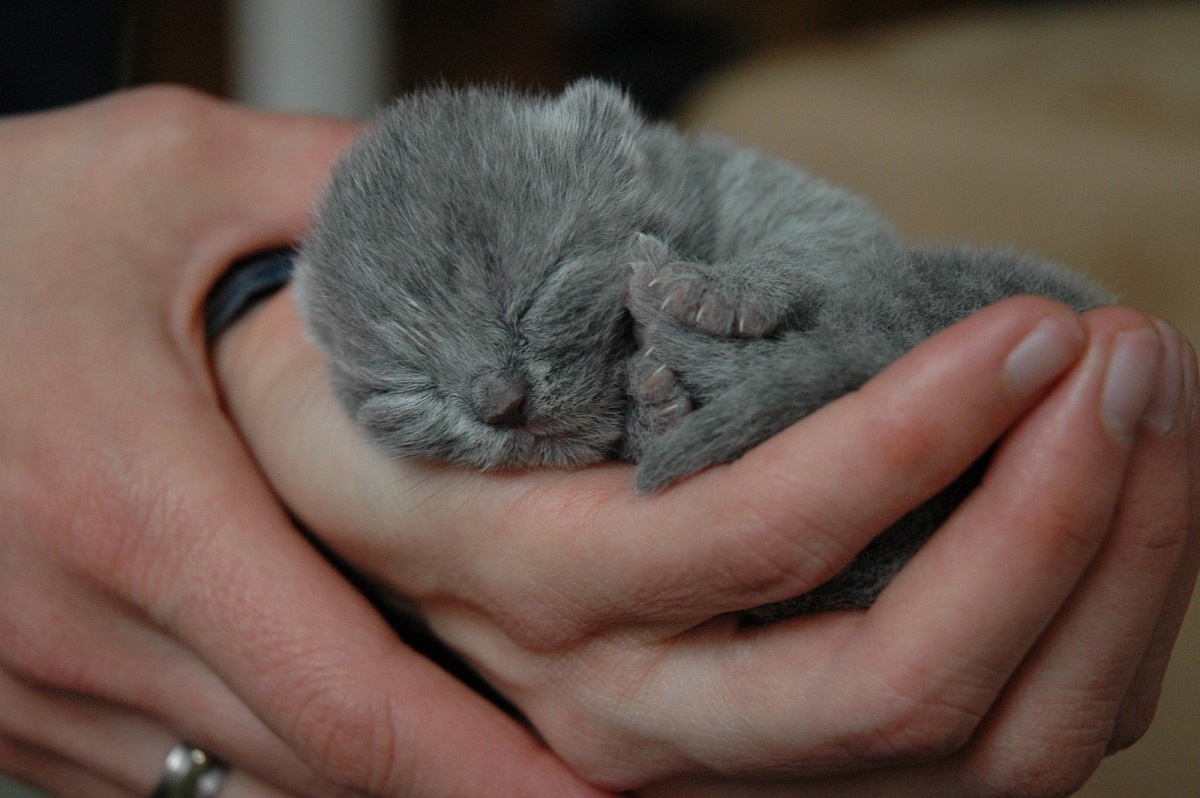 gattino grigio tenuto in mano