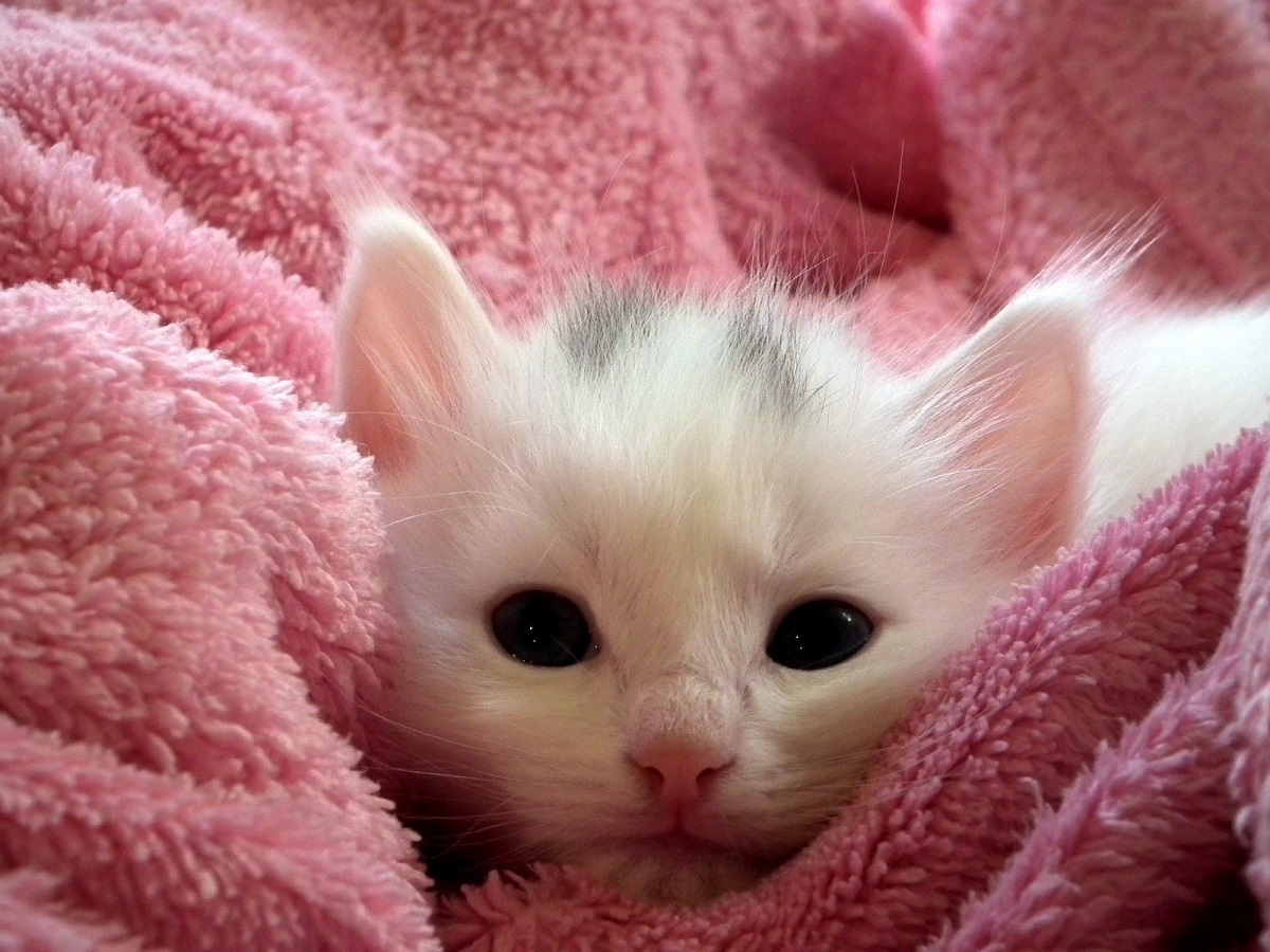 gattino avvolto in una coperta