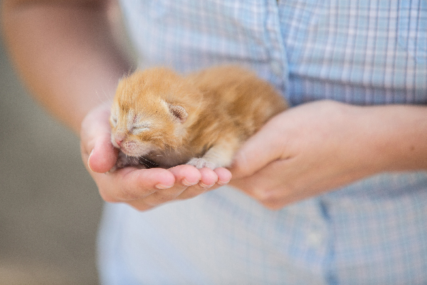 gattino arancione molto piccolo