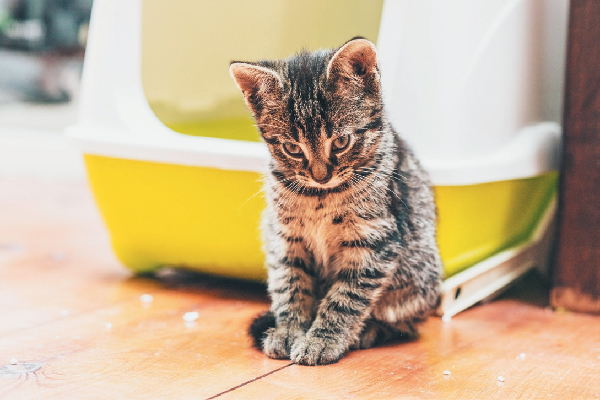 gattino quanto spesso fa la pipì 