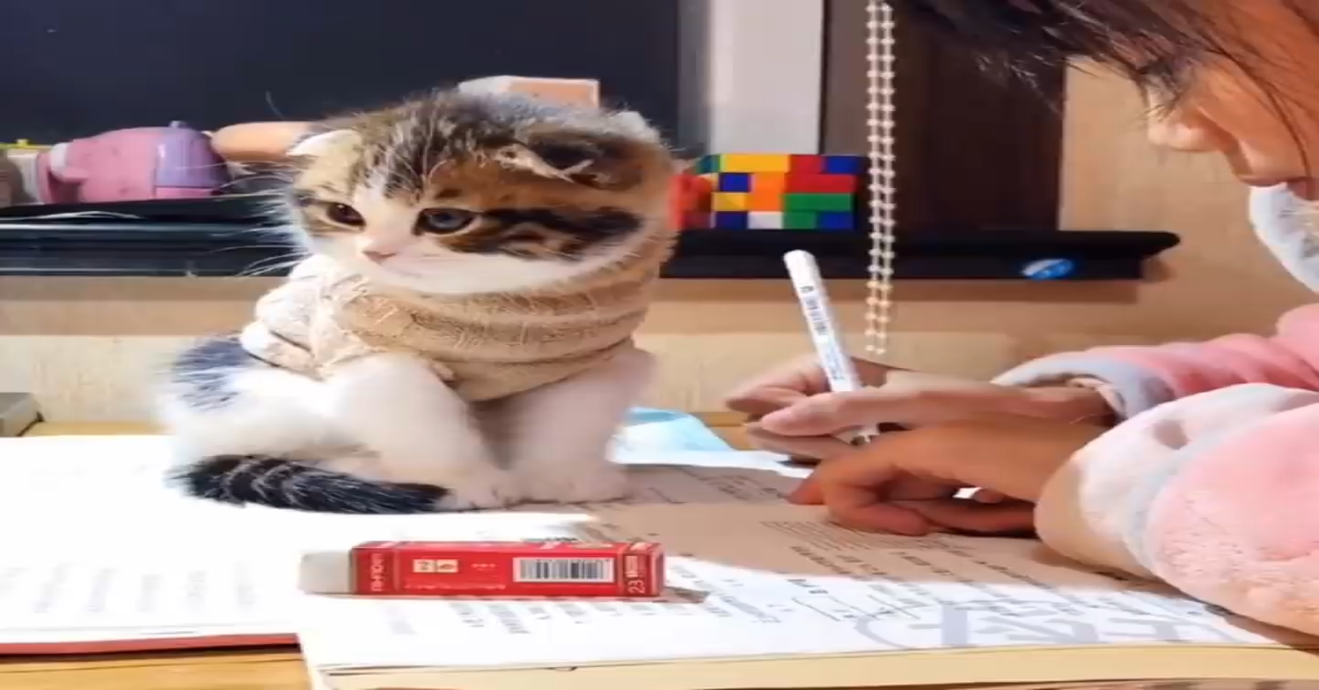 Un gattino rende difficile fare i compiti alla sorellina (VIDEO)