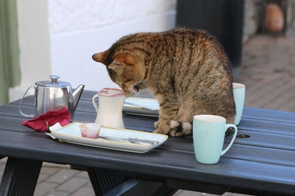 gattino sul tavolo