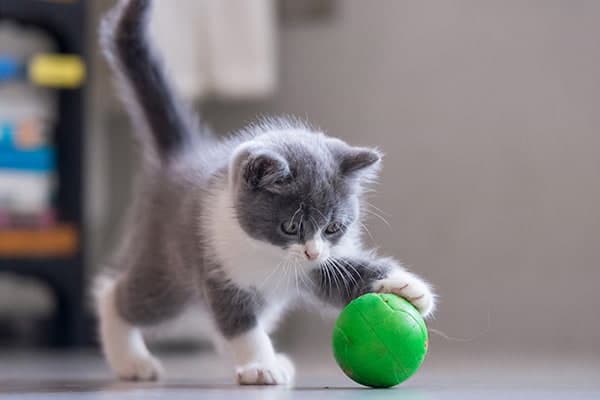 gattino che gioca con una pallina verde