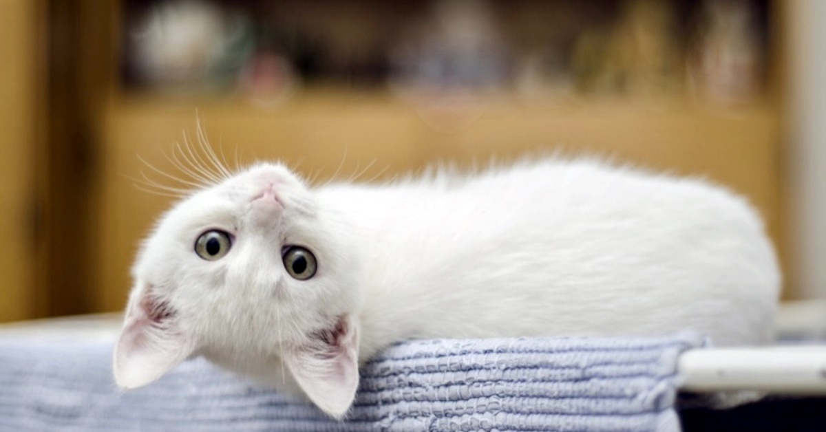 Gattino salta sempre sul tavolo: perché lo fa e come riuscire a evitarlo