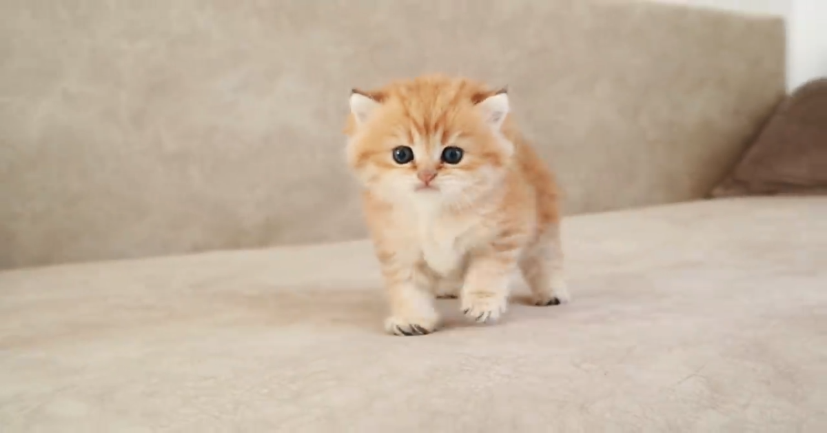 Un bellissimo gattino scodinzola come un cane (VIDEO)