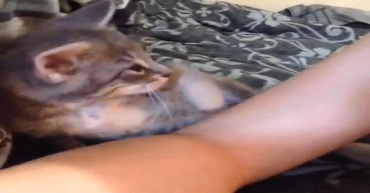 Gattino si addormenta con i baci della sua dolce padrona (VIDEO)