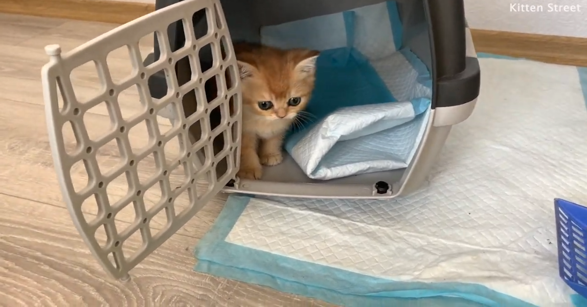 Gattino si diverte sulle spalle di un uomo che guida (VIDEO)