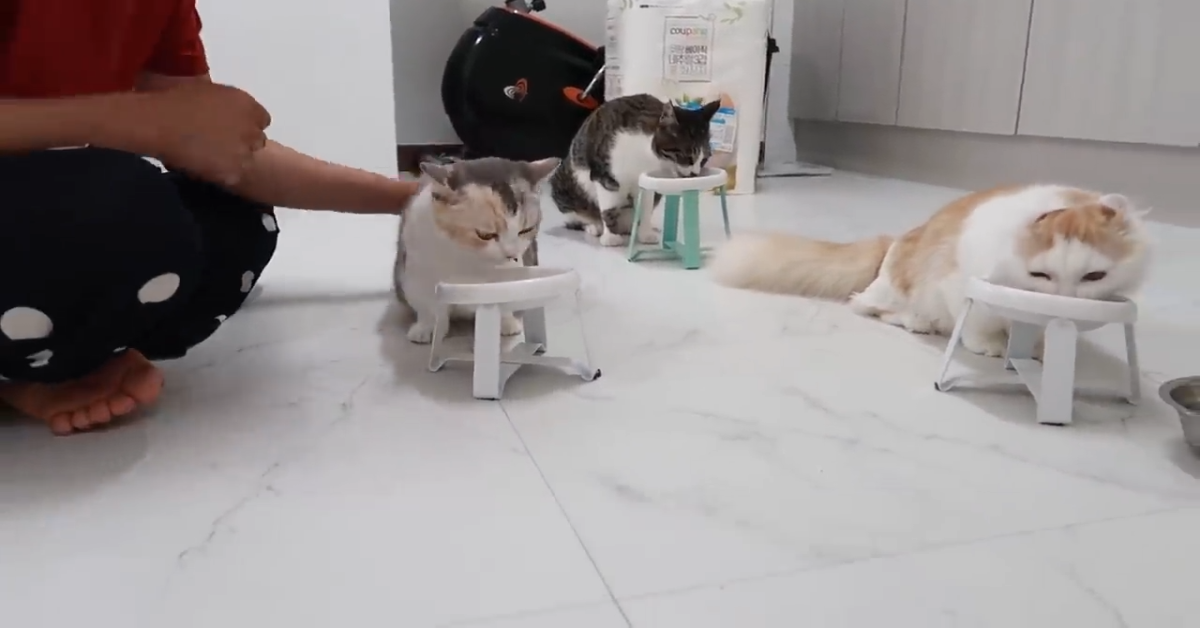 Questo splendido gattino si lamenta perché vuole mangiare (VIDEO)