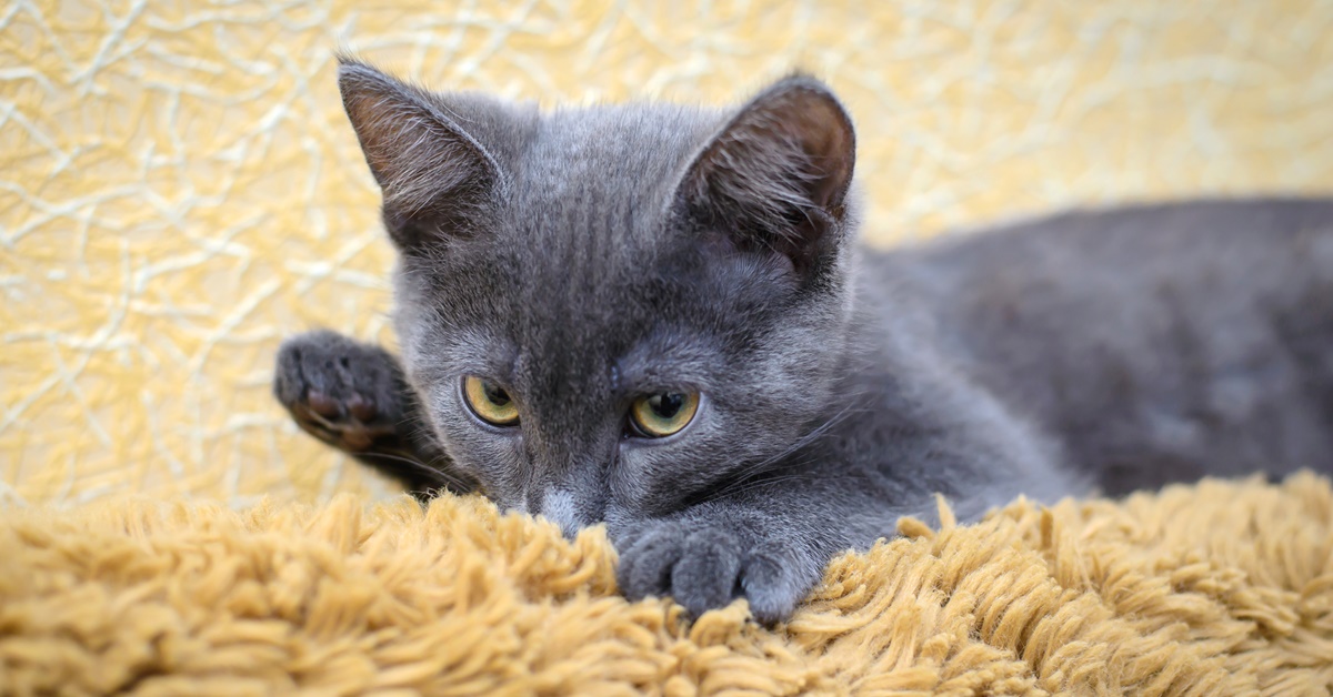 Il gattino succhia tutto, dalla coperta agli oggetti: c’è da preoccuparsi?