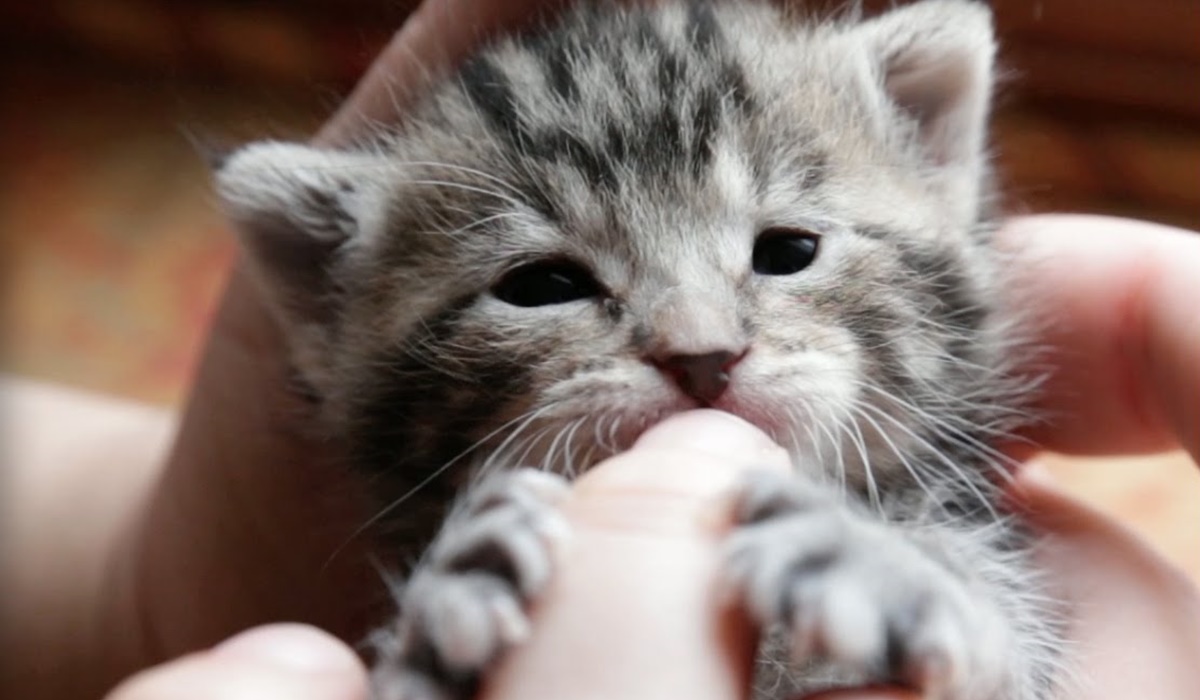 gattino molto piccolo che succhia un dito