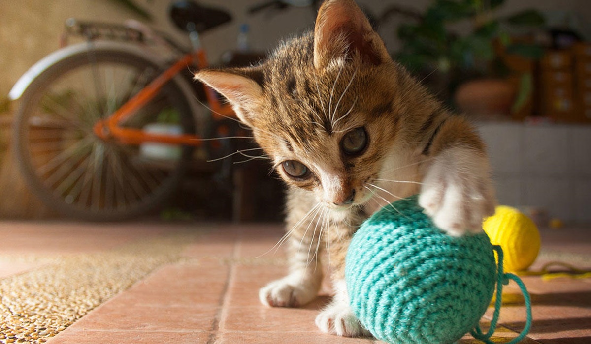 gattino che gioca con una pallina