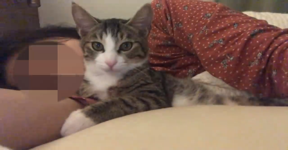 Un bellissimo gattino sveglia la sua padrona ogni giorno (VIDEO)