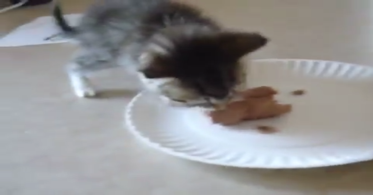 Gattino vuole mangiare e lo comunica alla padrona (VIDEO)
