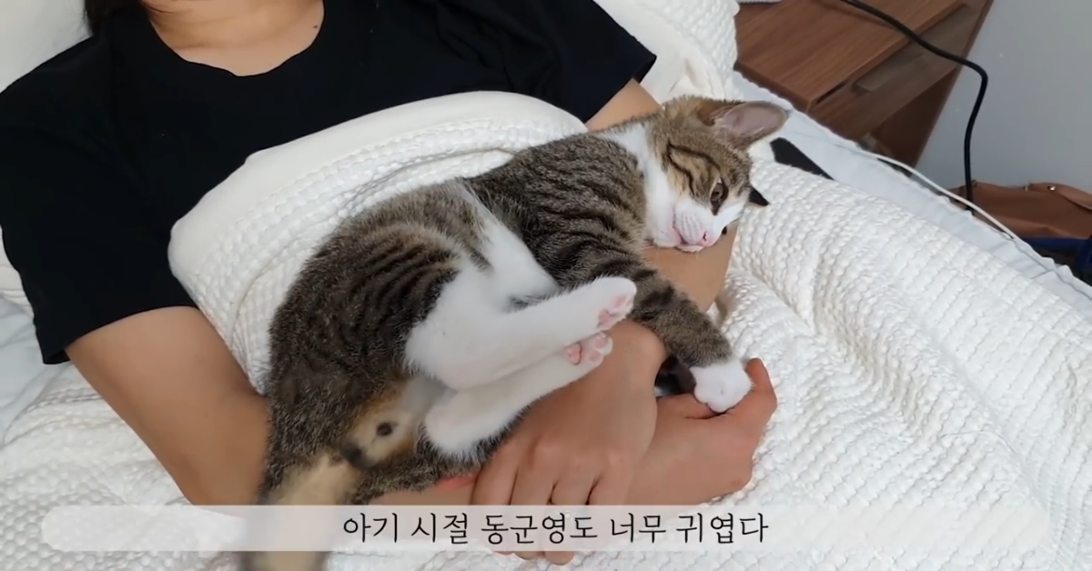 Questo gatto ama le coccole della sua dolce padrona (VIDEO)