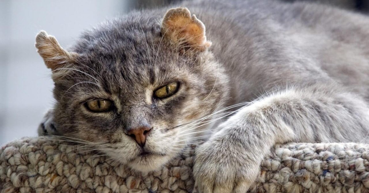 Gatto anziano fatica a camminare: come aiutarlo senza fargli male