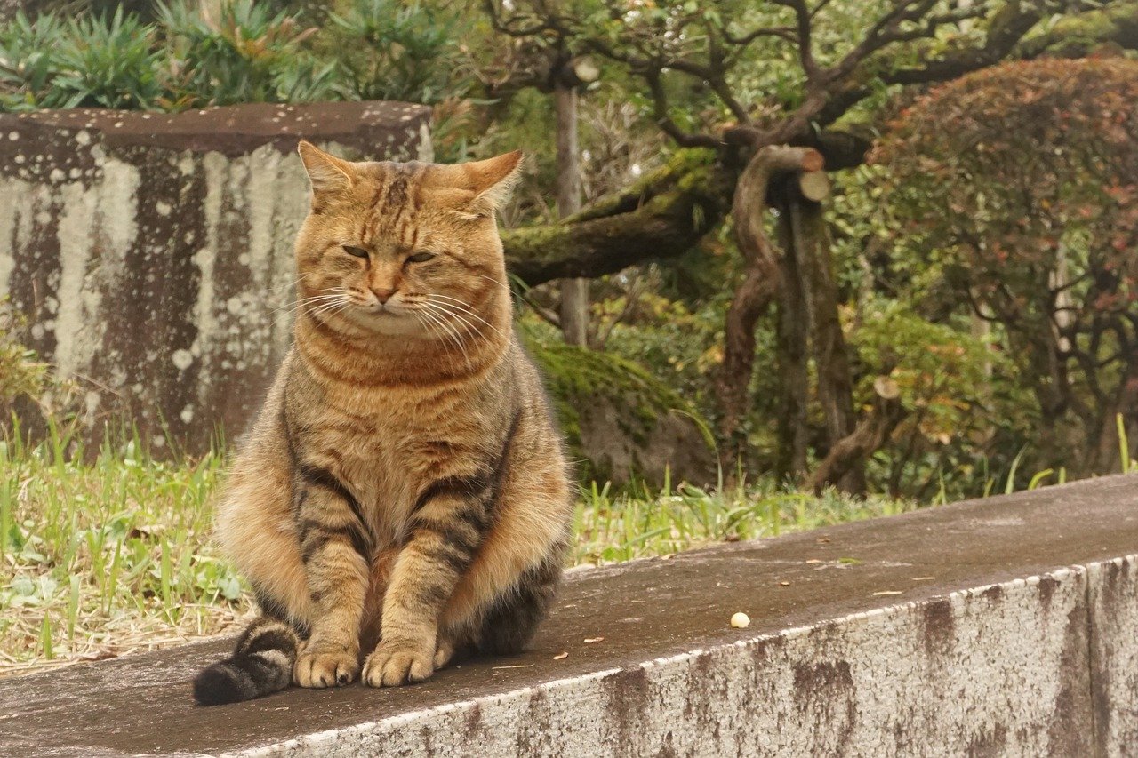 gatto un po' triste