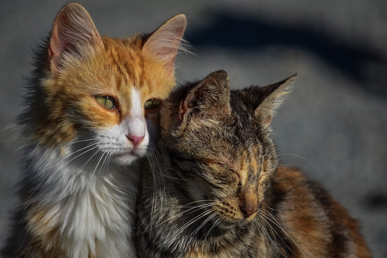 gatti si vogliono bene