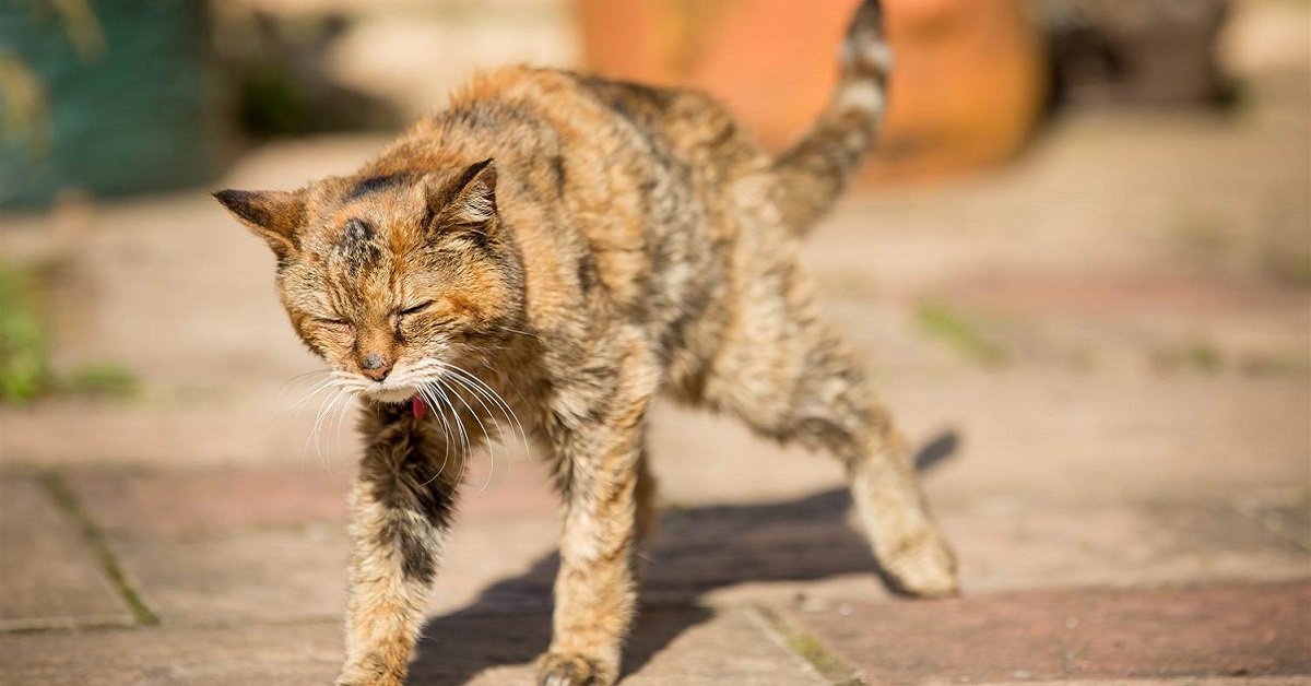 gatto anziano che sta male