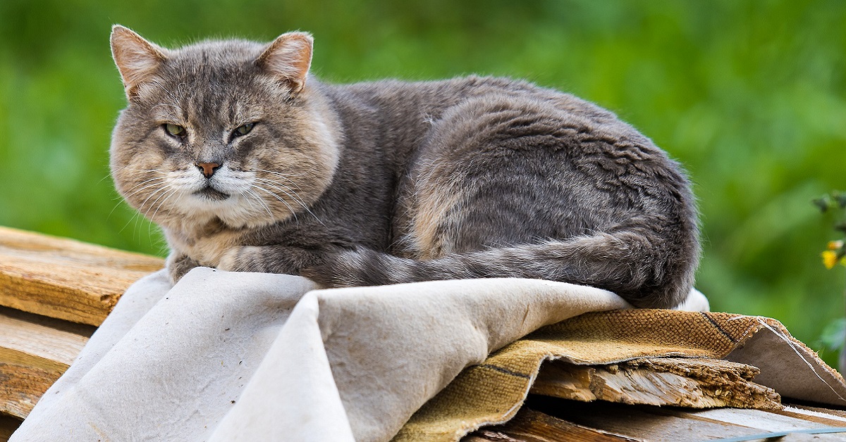 Il gatto cambia comportamento invecchiando? Cosa aspettarsi