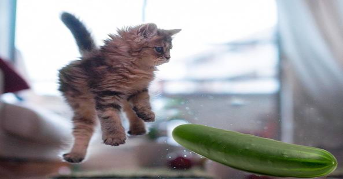 gatto terrorizzato dal cetriolo