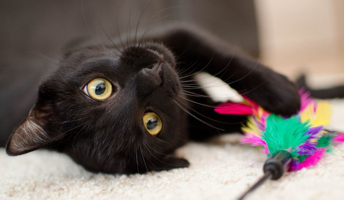 gatto nero sdraiato sulla schiena