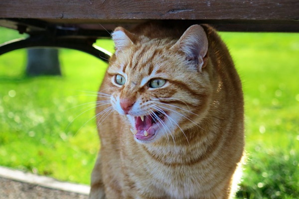 gatto che si nasconde perché ha paura