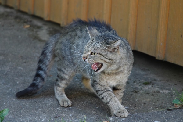 gatto randagio aggressivo