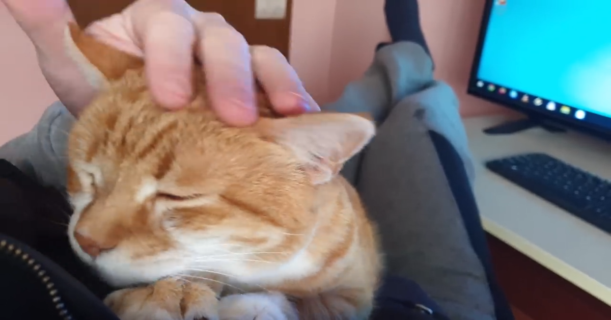 Un dolcissimo gatto chiede al padrone di coccolarlo (VIDEO)