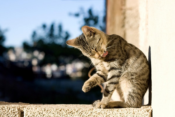 gatto sul balcone