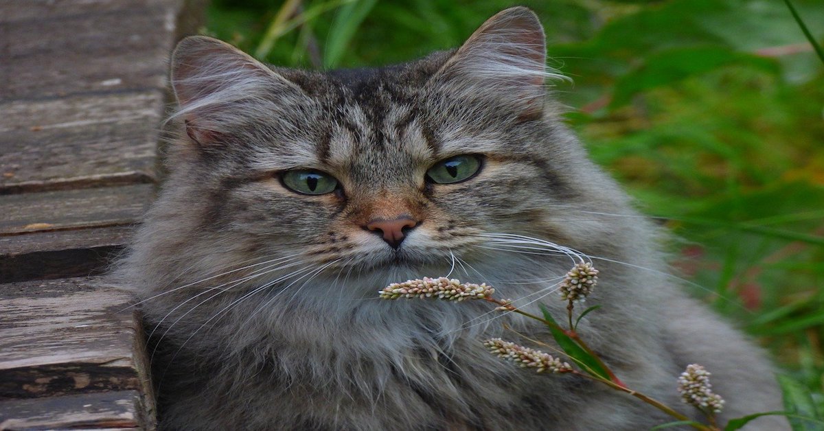 Gatto delle Foreste Norvegesi, a chi è adatto? Ecco qual è il padrone ideale