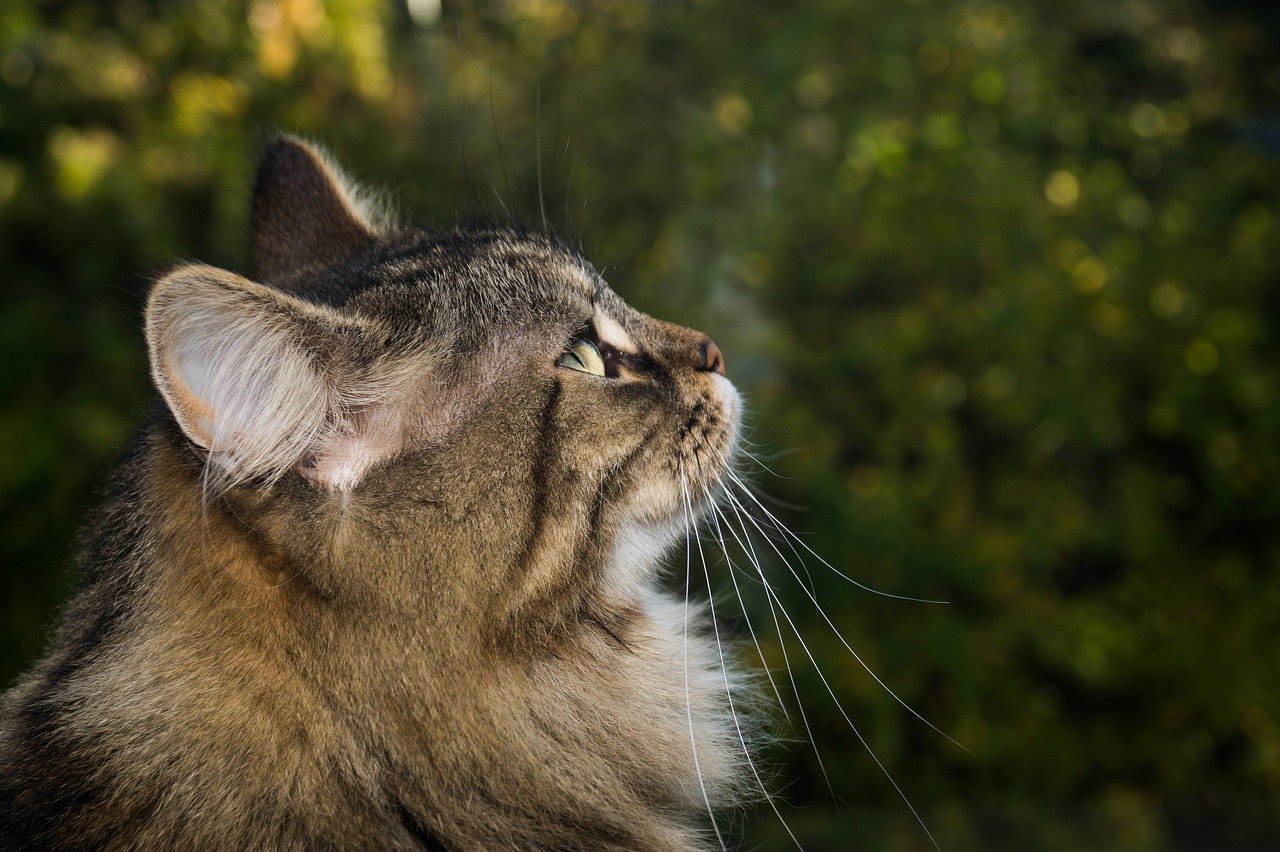 gatto norvegese curioso 