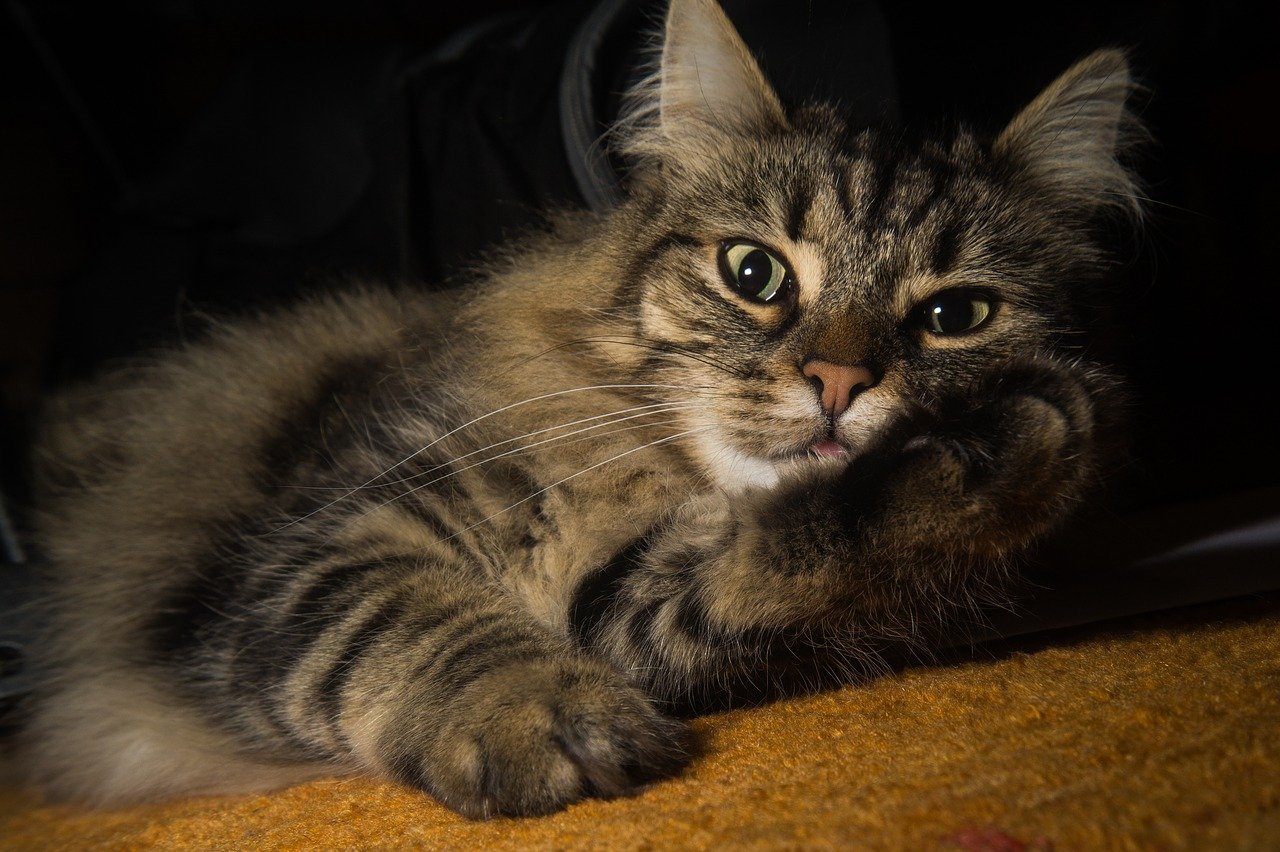 Gatto delle Foreste Norvegesi, accessori utili: i migliori per il suo benessere