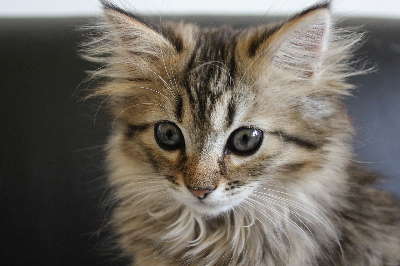 Cuccioli di Gatto delle Foreste Norvegesi: caratteristiche, bisogni e necessità